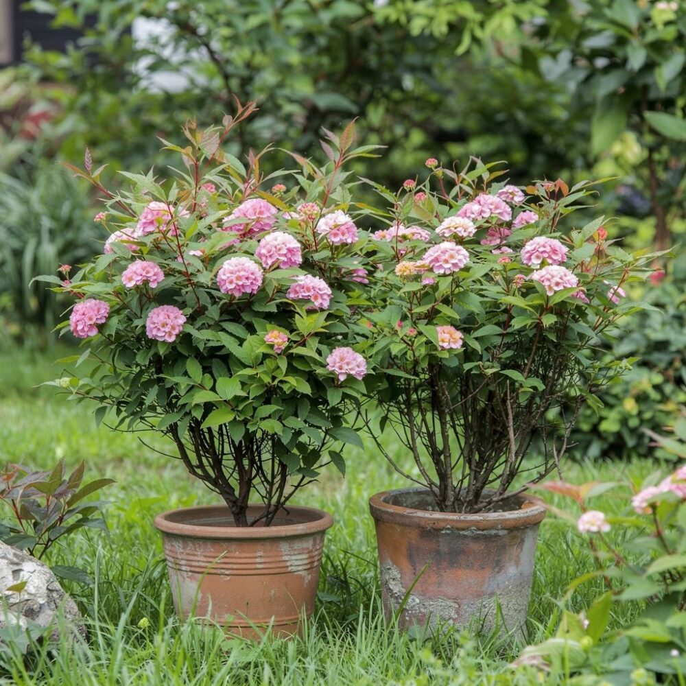 Krzew tawuły japońskiej