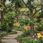 Magnolia nie kwitnie