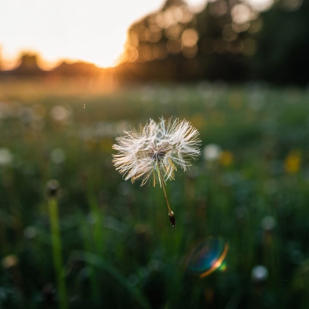 dekoracja ściany talerzami