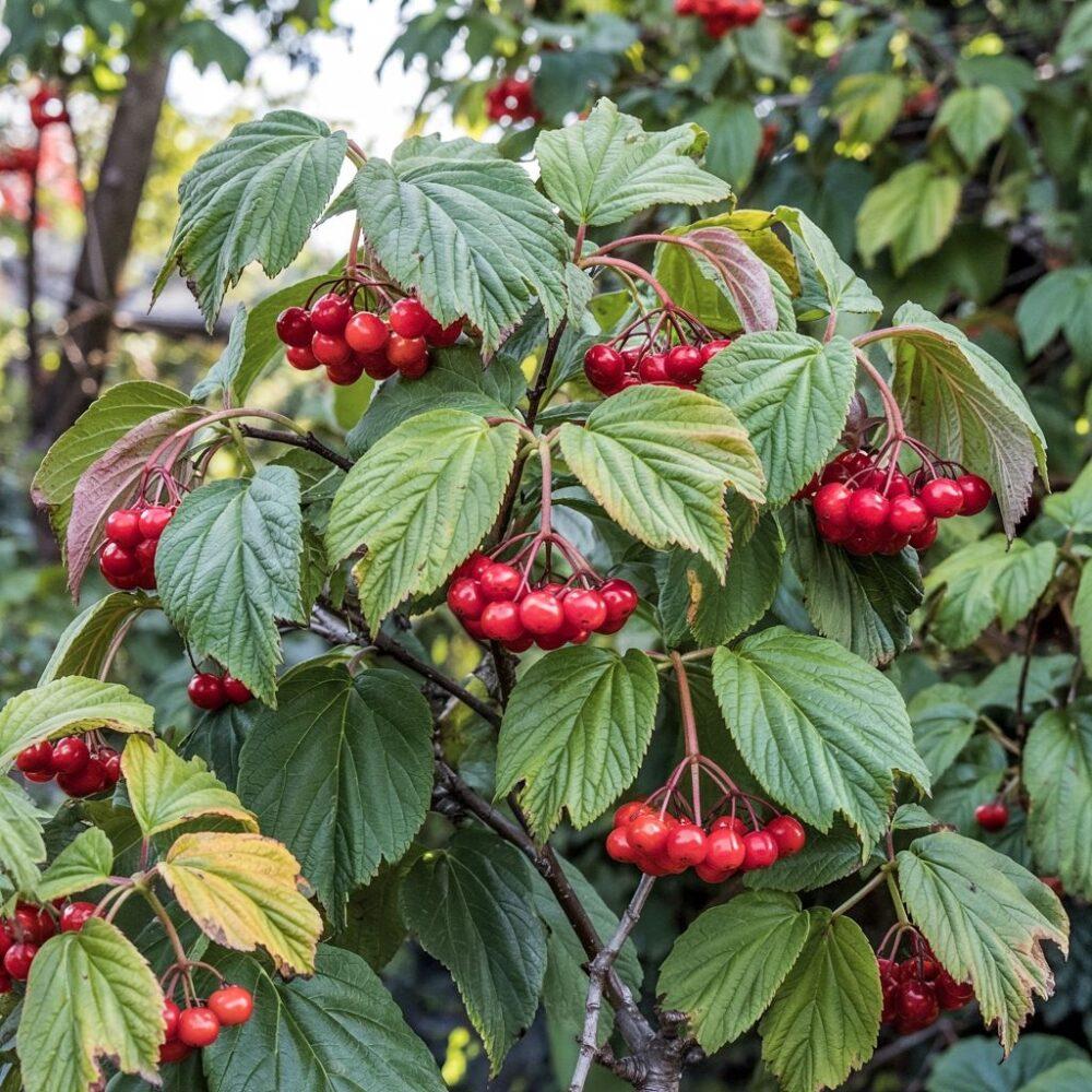 kalina koralowa owoce