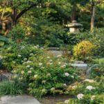 krzewy tawuły w ogrodzie