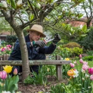 kwiaty magnolii w ogrodzie