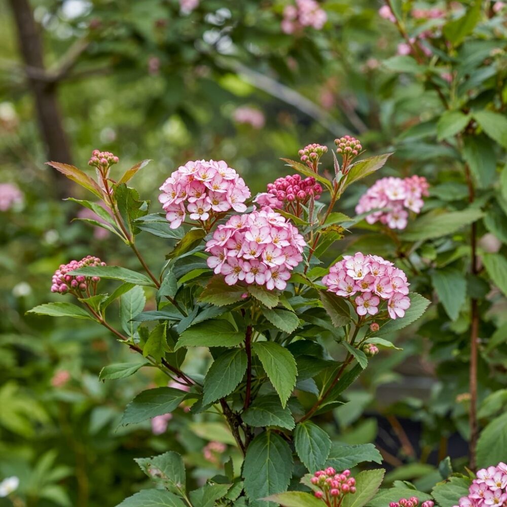 kwiaty tawuły japońskiej