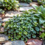 liście dichondry repens