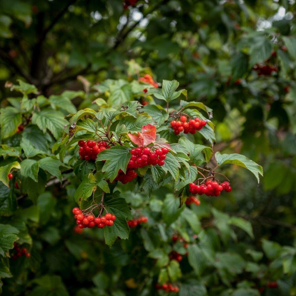 liście kaliny koralowej