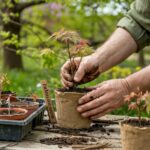 młode liście klonu