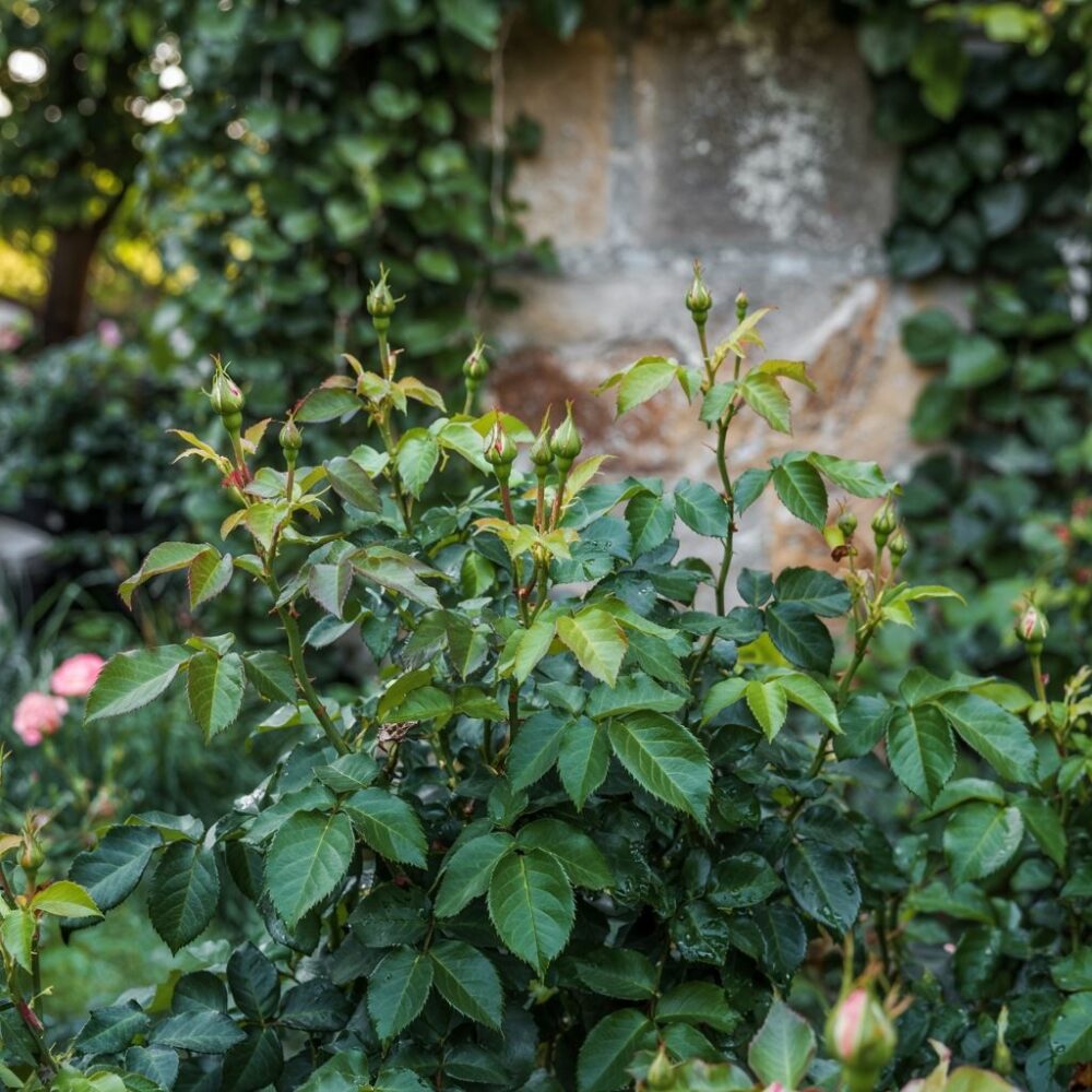 ogród z różami bez pąków