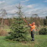 przycinanie dużego świerka