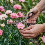 przycinanie przekwitłych goździków