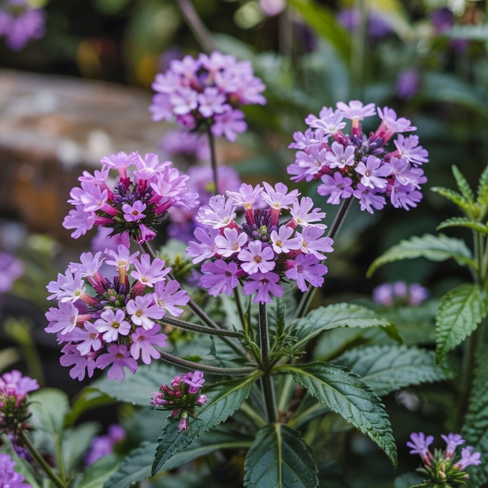 roślina wieloletnia werbena