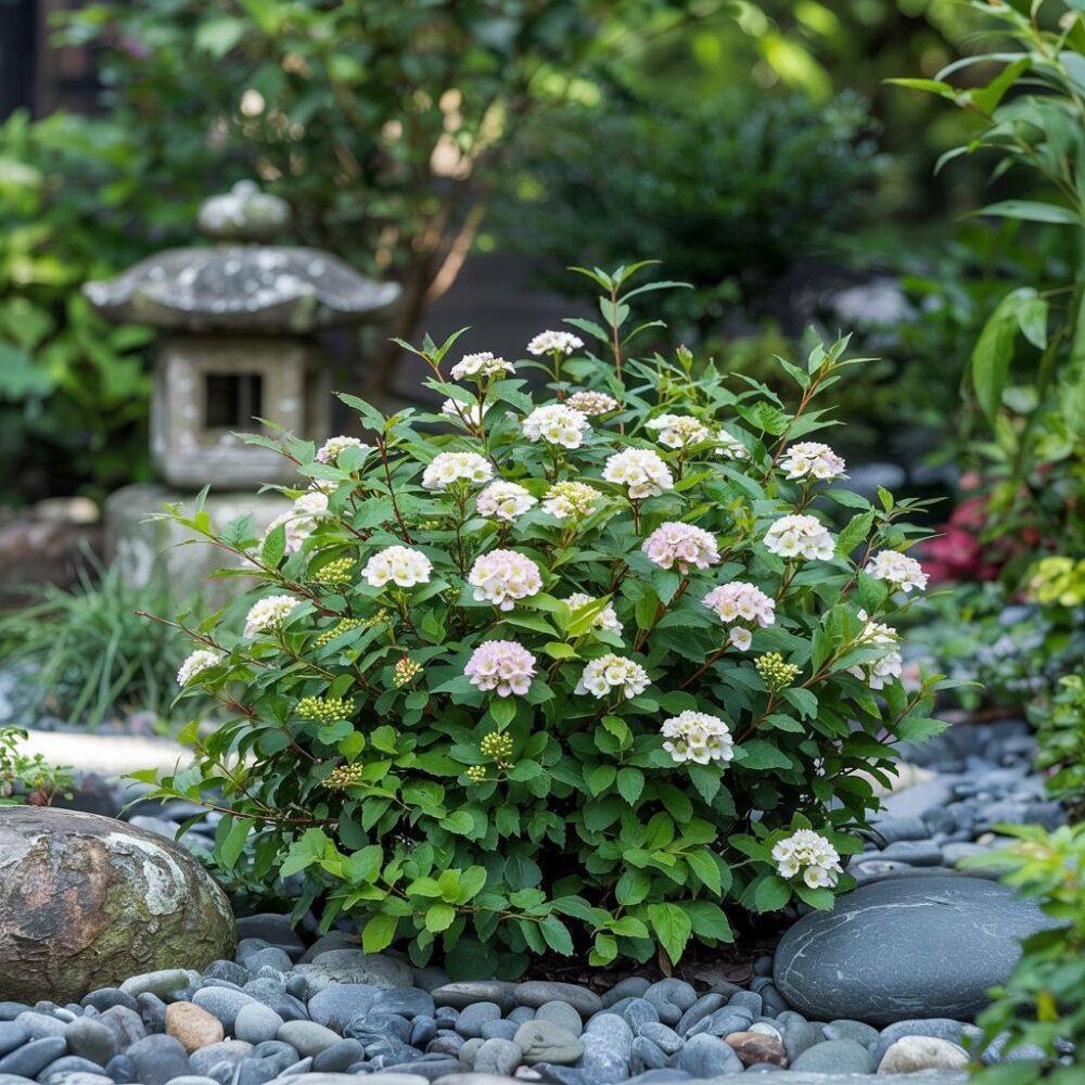spiraea japonica w pełnym rozkwicie
