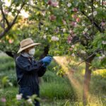 świeże pąki śliwy oprysk