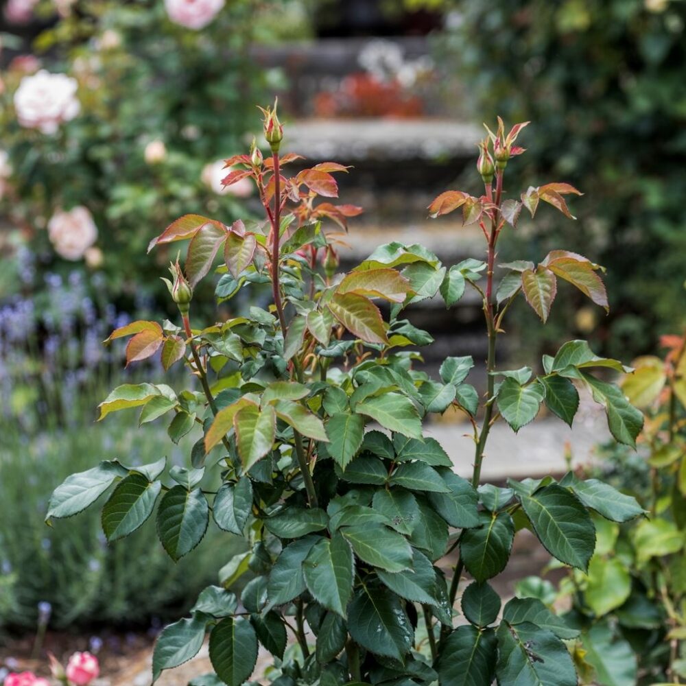 zielone liście róży