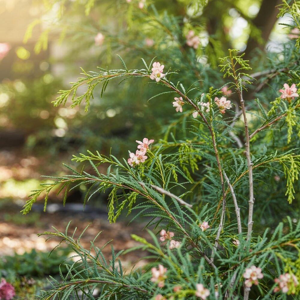 zielone liście tamaryszka